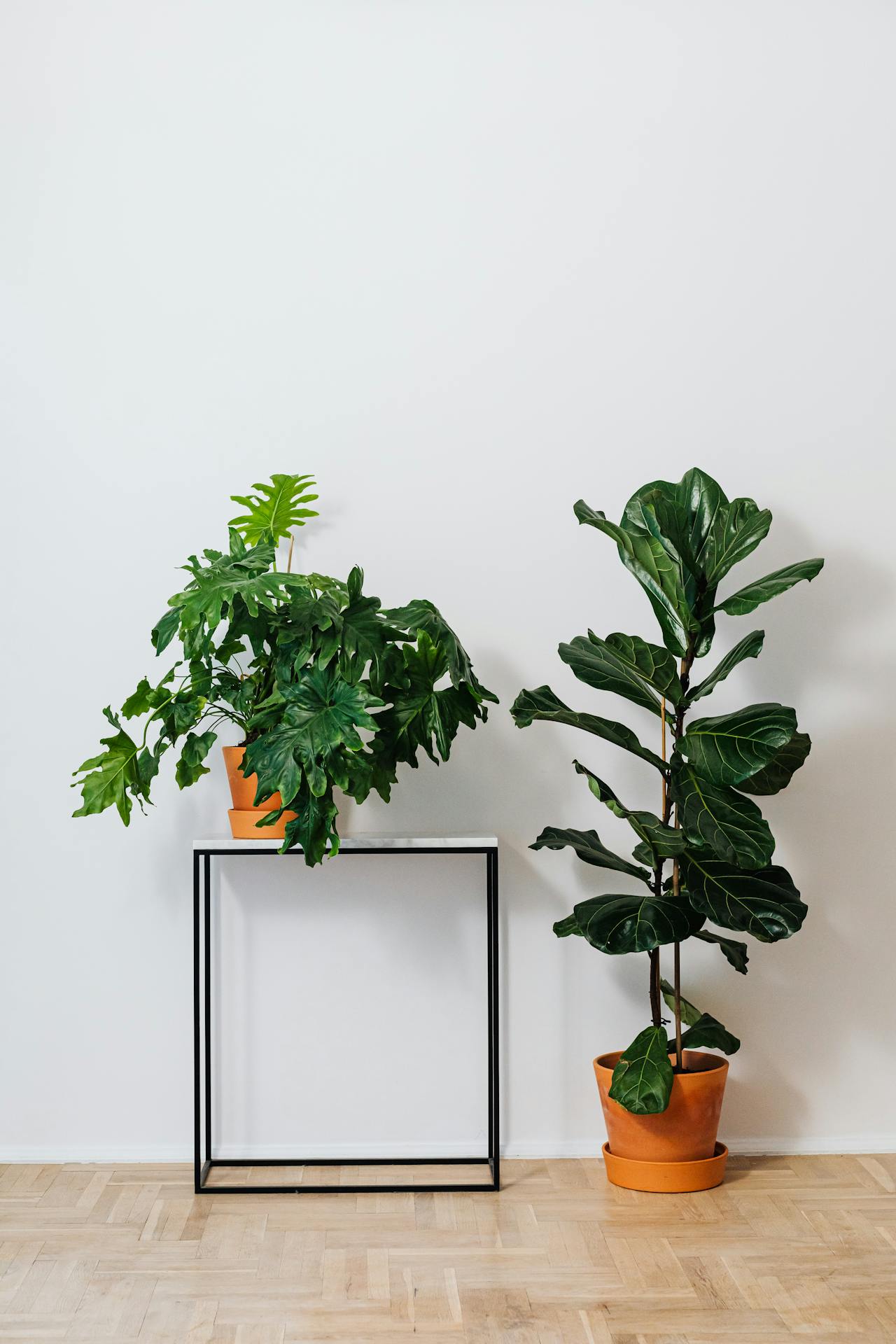 Two Fiddle Leaf Fig plants displayed indoors.