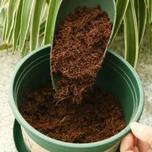 A person fills a plant pot with Coconut Brick for Potting Mix using a small shovel. The action is clear, with the product in focus.