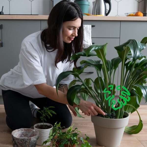 Woman using green acrylic moss pole on Monstera plant in indoor setting with other plants around
