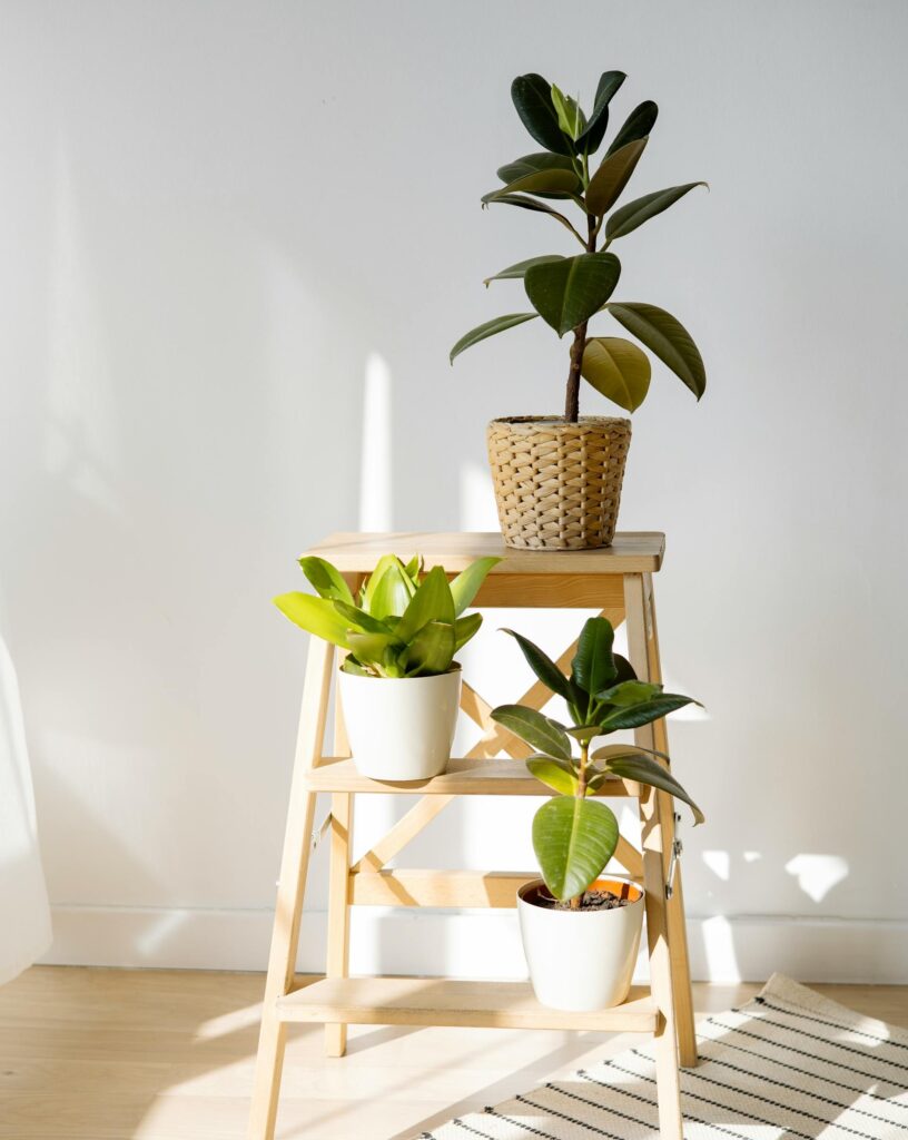 Growing Rubber Plants at Home A healthy rubber plant growing indoors on a wooden shelf with natural light.