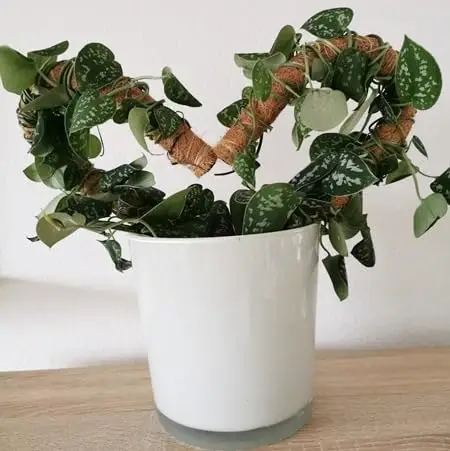 Heart-Shaped Bendable Moss Pole Monstera Bendable moss pole with heart-shaped structure, supporting a Monstera plant growing in the same heart shape