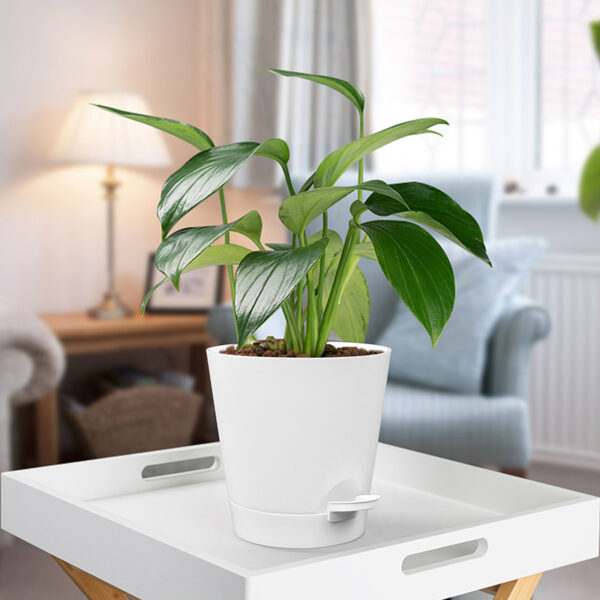 Self watering flower pot with plant on tray in a cozy living room
