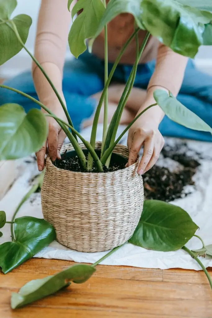 Pruned and repotted Monstera plant