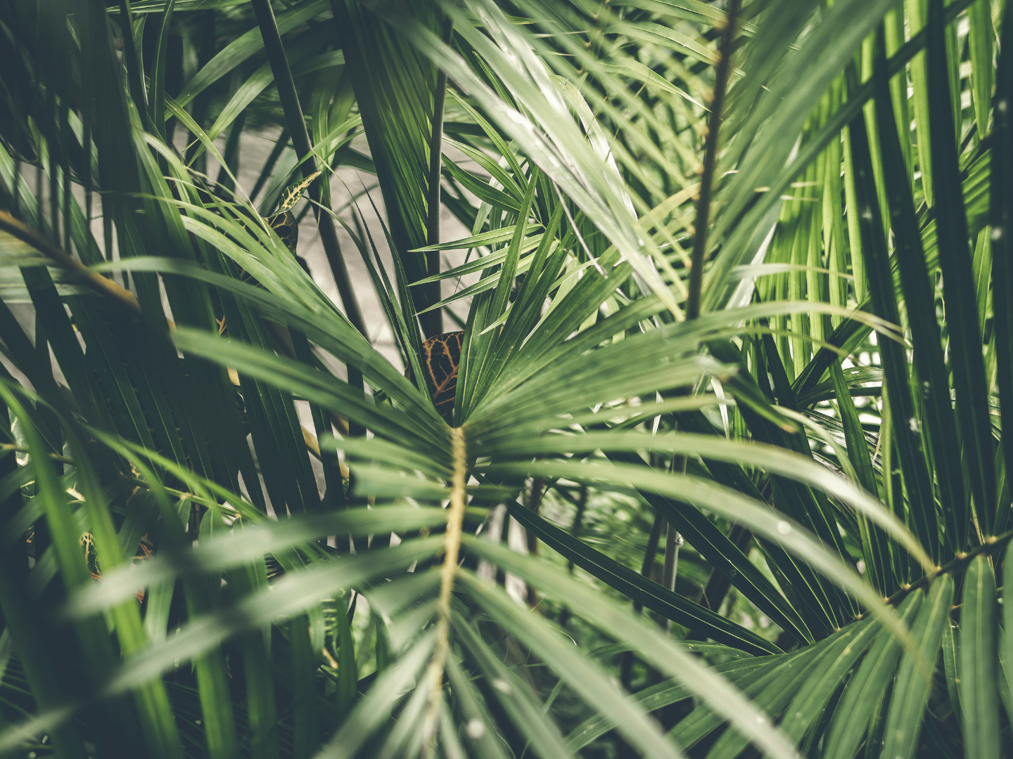 Close-up of Parlor Palm leaves in its natural tropical environment