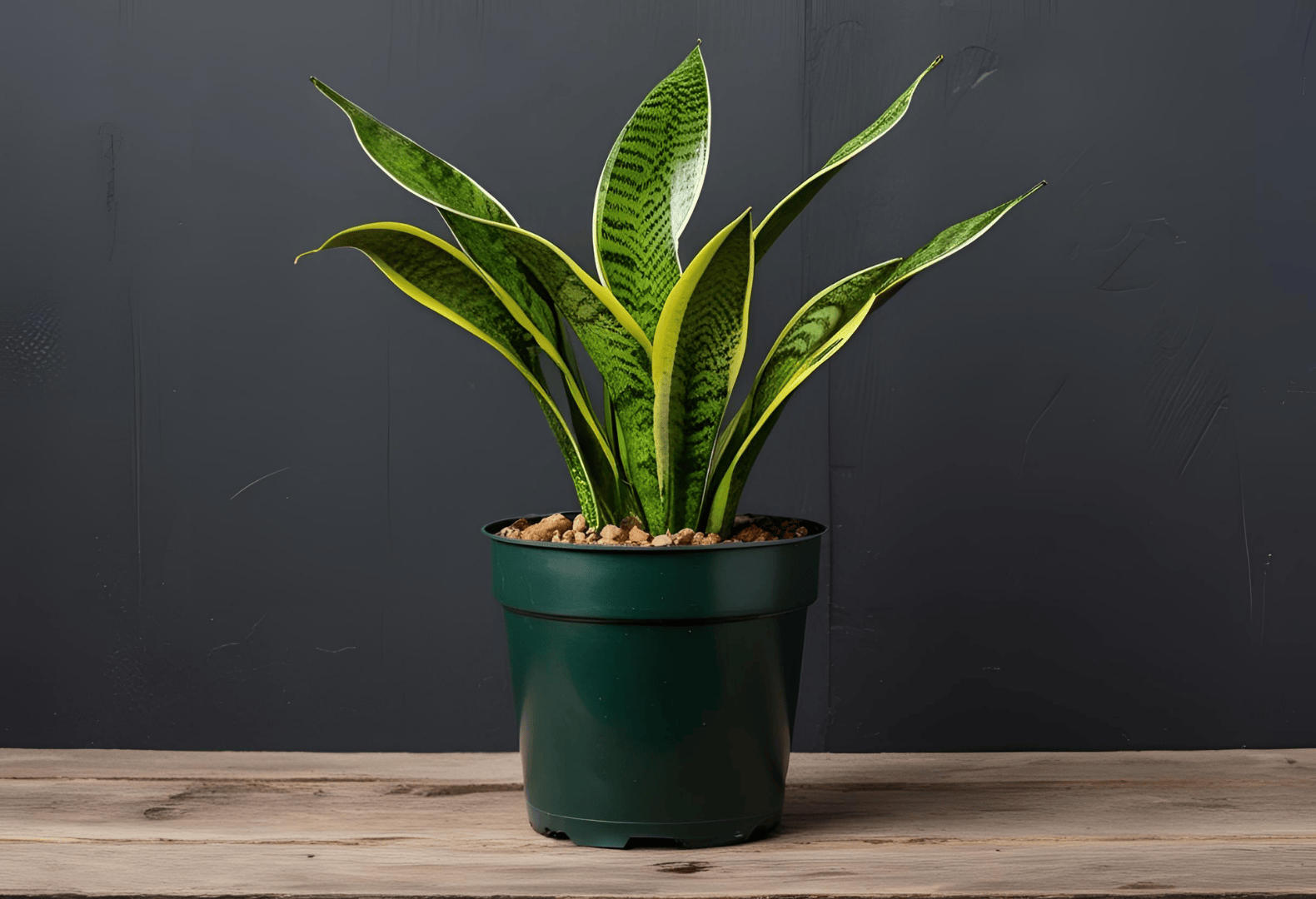 A healthy Snake Plant in a dark green pot placed on a wooden structure against a black wall.