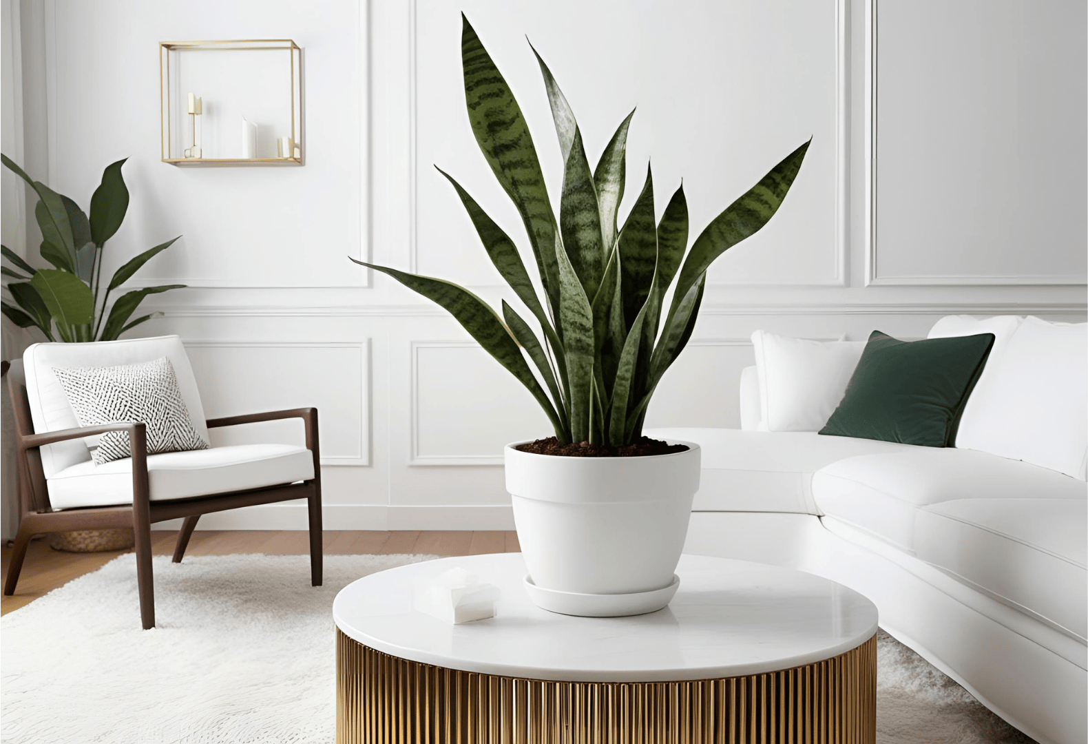 A Snake Plant placed on a modern stool in a stylish living room.