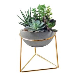 Air plant holder with an air plant placed on top, showcasing modern geometric design.