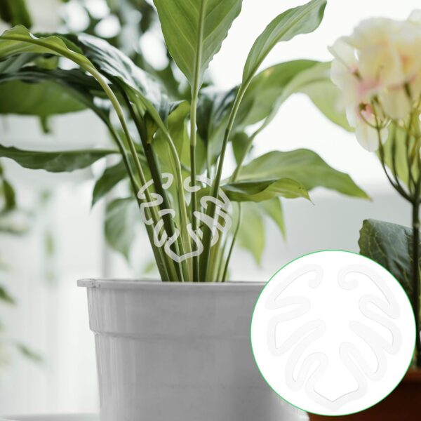 Transparent acrylic moss pole support placed on a Monstera plant for better growth and structure
