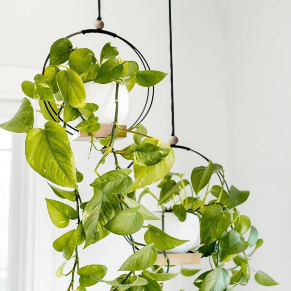 Two round black plant hangers, both hanging with plants inside.