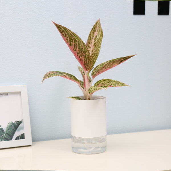 Single white hydroponic flower pot with plant next to picture frame indoors