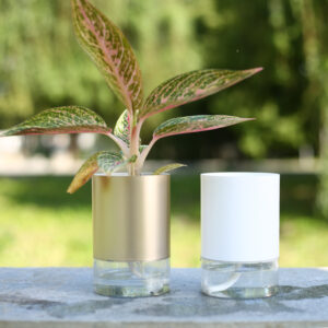 Double transparent hydroponic flower pots on outdoor table with a plant inside
