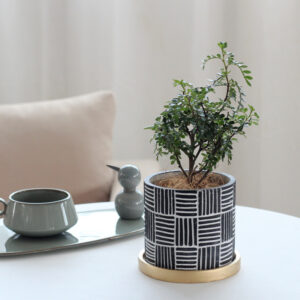 Cement pot with bonsai plant on a table indoors