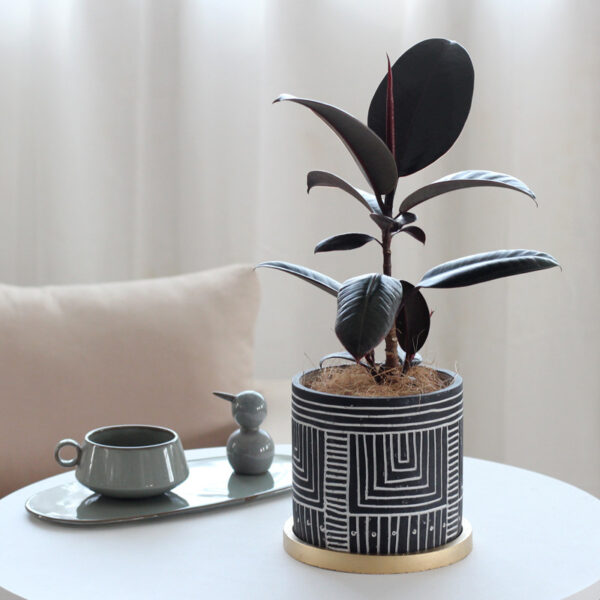 Rubber plant in a cement pot placed on a table indoors