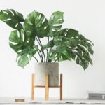 Monstera Deliciosa: Care Guide, Propagation Tips & Viral Decor Secrets Artificial Monstera Plant – Realistic 9 Turtle Leaves, Durable Plastic Greenery for Home Decor - Artificial Plant | All Products