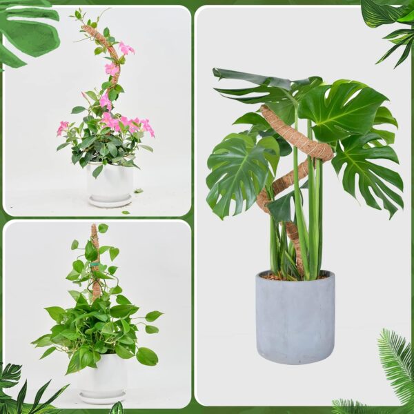 Moss pole being used on three different indoor climbing plants in home settings.