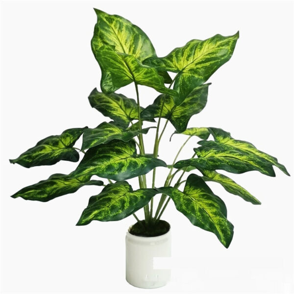 Taro plant with large, broad green leaves showing prominent veins.