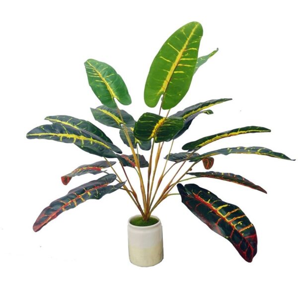 Plant with colorful variegated leaves featuring green, yellow, and red shades.