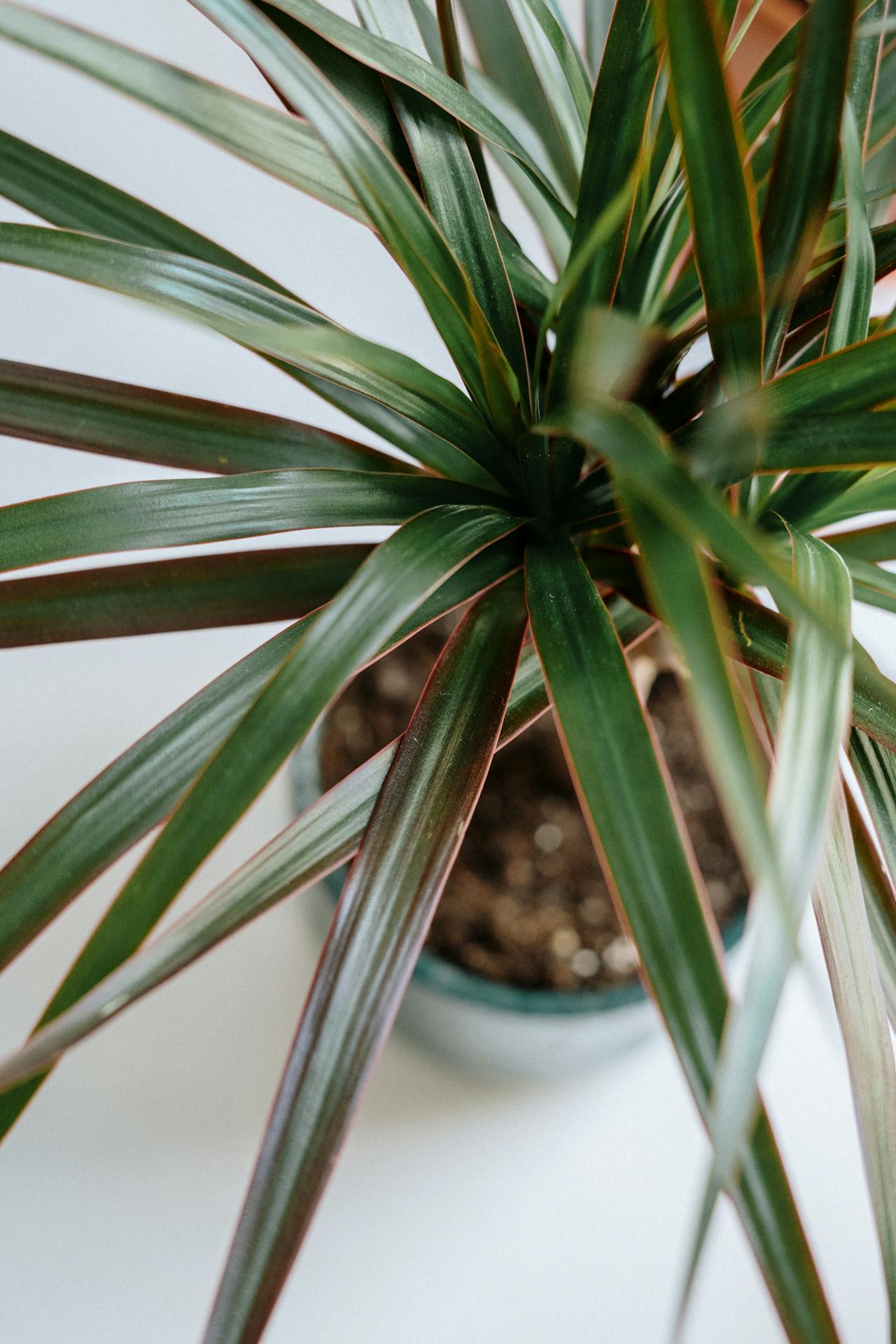 Top view of Dracaena Marginata plant showcasing detailed leaves