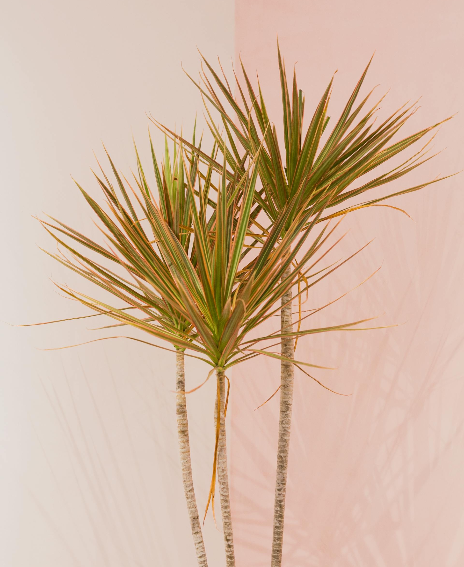 Minimalist Dracaena Marginata plant against a soft pink wall background