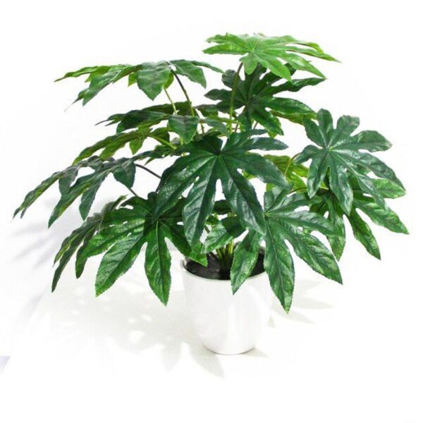 Fatsia Japonica plant with large, star-shaped green leaves in natural light.