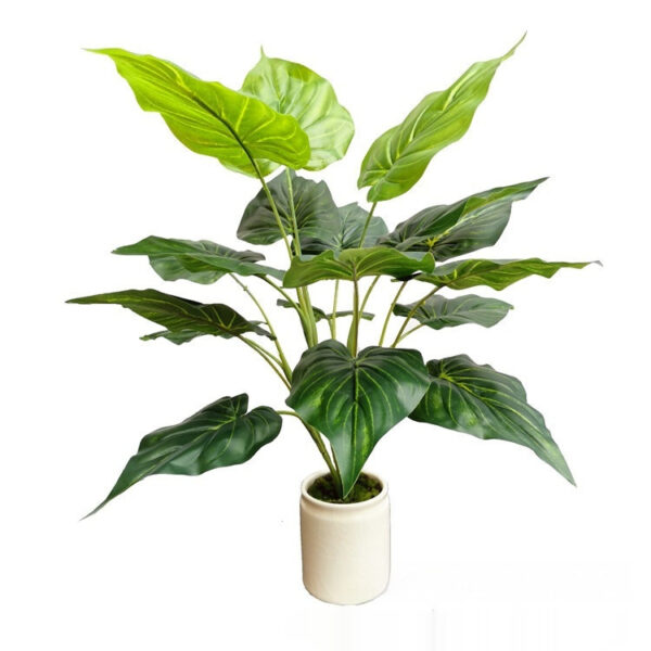 Green Radish Monstera Deliciosa plant displaying fresh, bright green leaves with smooth edges.