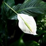 Close-up of a Peace Lily plant with dark green leaves and white flower in its natural environment.