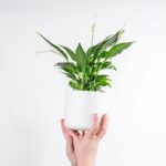 A person holding a healthy Peace Lily plant in a white pot, lifting it in the air.