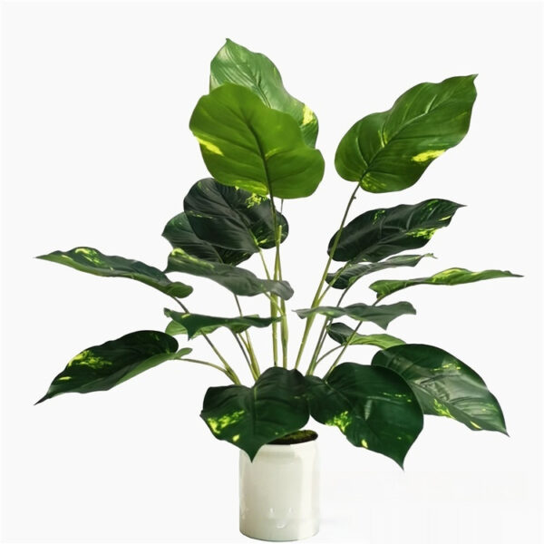 Pig Heart Leaf plant with heart-shaped green leaves, thick and textured.