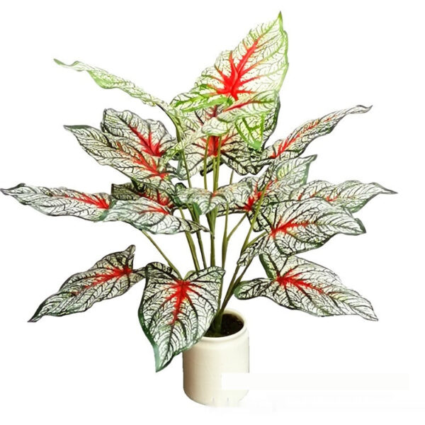Sweet Potato plant with deep green, lobed leaves on a bright background.