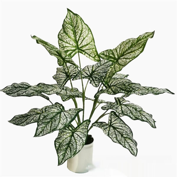 White Taro plant featuring pale green to white variegated leaves with delicate veins.