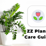 Stylish ZZ Plant in a white pot placed on a table beside a wall, featuring the Plant Identifier: Care App logo.