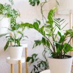 Various houseplants, including a ZZ Plant, arranged indoors in white pots.
