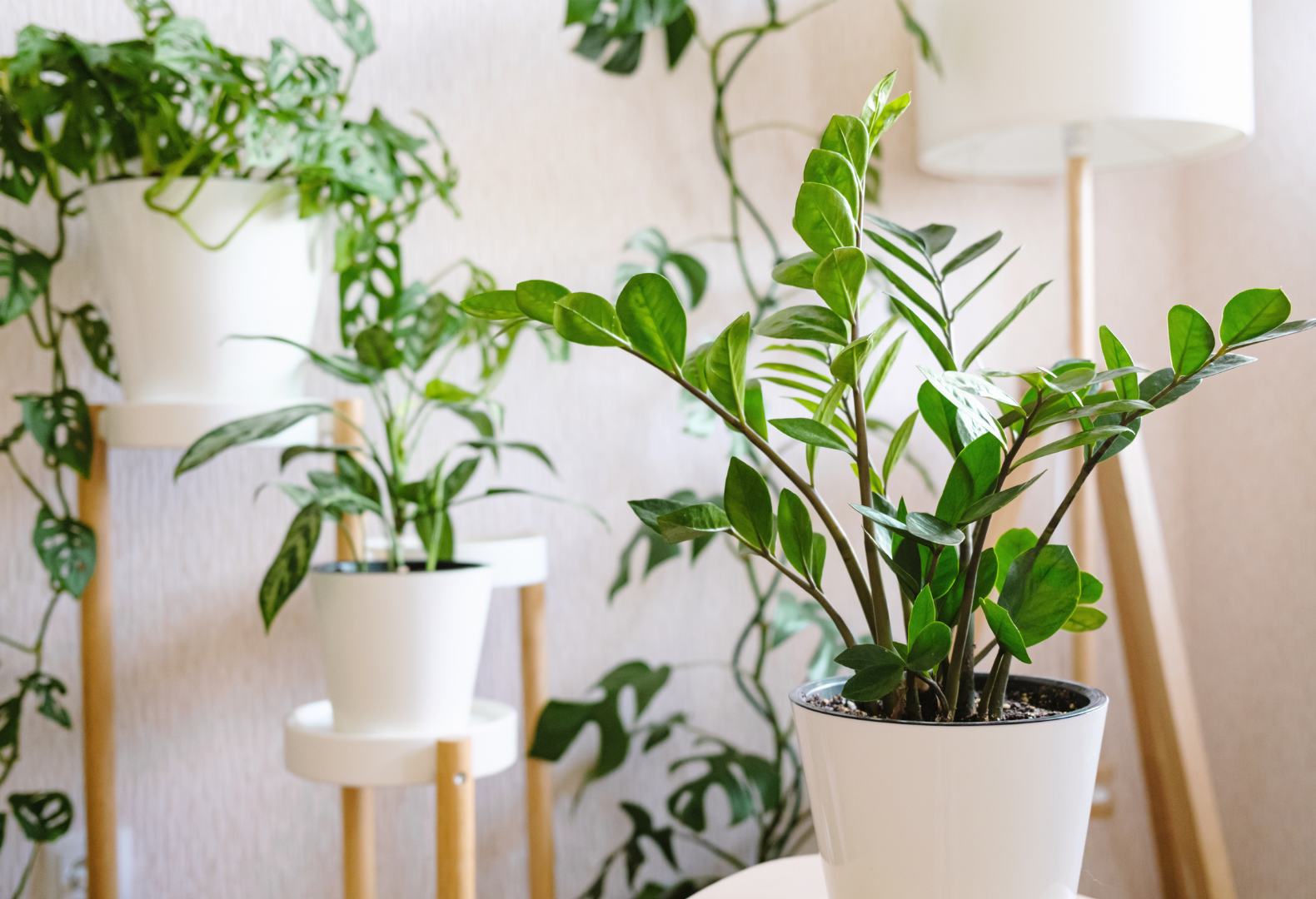Various houseplants, including a ZZ Plant, arranged indoors in white pots.