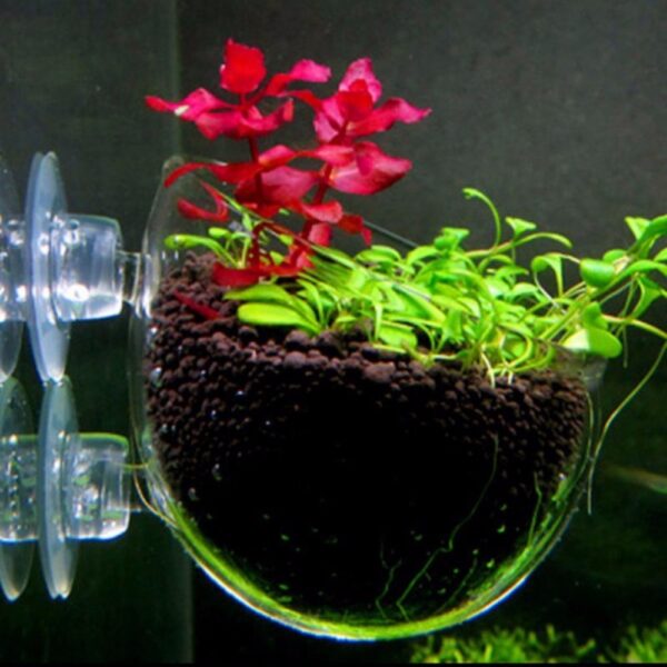Aquatic Plant Nursery Pot Glass Cultivation Cup for Aquarium Plants - Aquarium Accessories | All Products