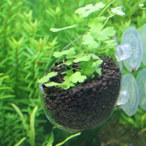 Aquatic Plant Nursery Pot Glass Cultivation Cup for Aquarium Plants - Glass Planter | All Products