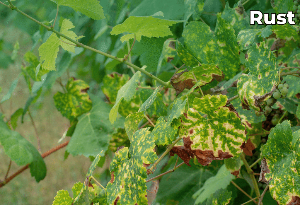 plant-disease-rust
