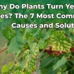 plant-turn-yellow-leaves