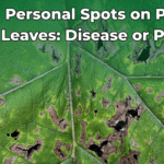spot-plant-leaves-disease-or-pests