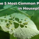 the-5-most-common-pests-in-houseplants