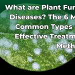 what-are-plant-fungal-disease