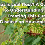 what-is-plant-rust-disease