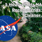 5 Houseplants NASA Recommends for Cleaner Air 5-houseplants-nasa-recommends-for-cleaner-air