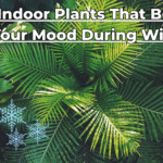 7-indoor-plants-that-boost-your-mood-during-winter-01