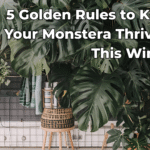 5 Golden Rules to Keep Your Monstera Thriving This Winter monstera-deliciosa-5-golden-rules-thriving-this-winter